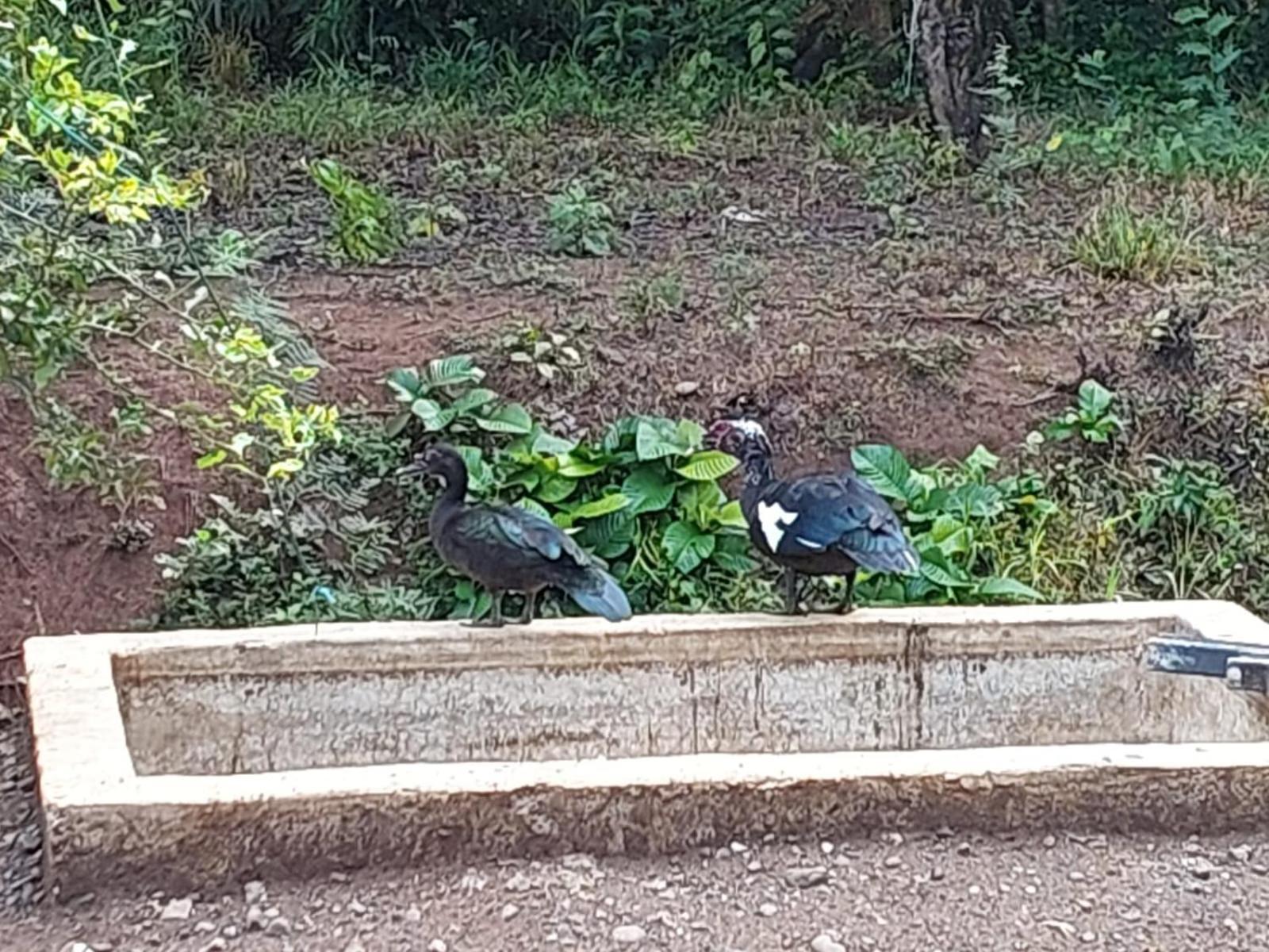 Residencia Las Brisas Griegas Quepos Buitenkant foto